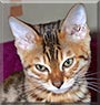 Rameses the Bengal