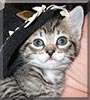 Lily the Domestic shorthair