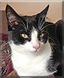 Charlie the Moggie
