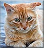 Slice the Cat