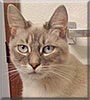 Sterling the Lynx Point Siamese