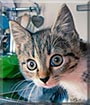 Magda the Cat