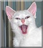 Tank the Domestic Shorthair