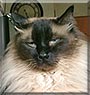 Mickey the Ragdoll