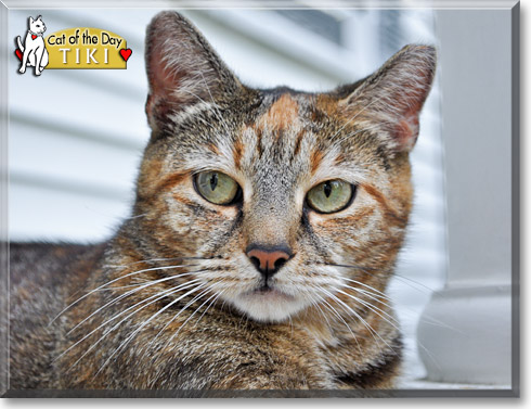 Tiki, the Cat of the Day