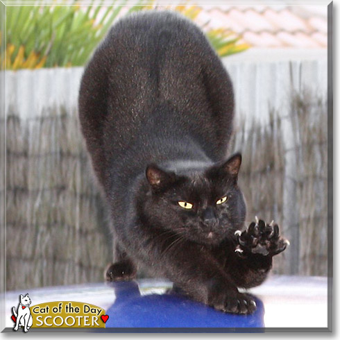 Scooter, the Cat of the Day