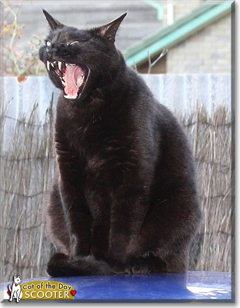 Scooter, the Cat of the Day Scooter, the Cat of the Day
