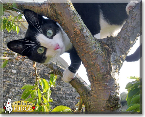 Fudge, the Cat of the Day