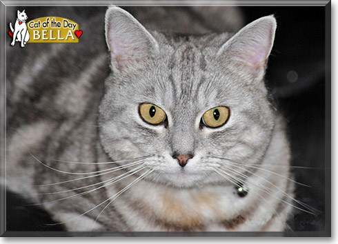 Bella, the Cat of the Day