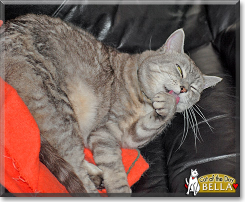 Bella, the Cat of the Day Bella, the Cat of the Day