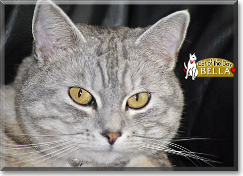 Bella, the Cat of the Day Bella, the Cat of the Day