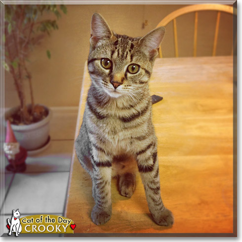 Crooky, the Cat of the Day
