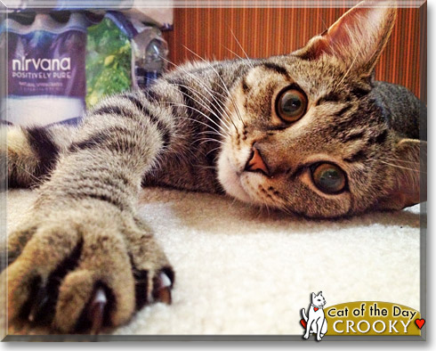 Crooky, the Cat of the Day Crooky, the Cat of the Day