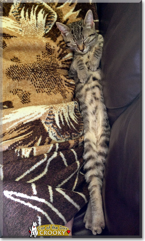 Crooky, the Cat of the Day Crooky, the Cat of the Day