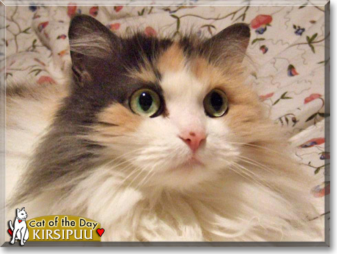 Kirsipuu, the Cat of the Day Kirsipuu, the Cat of the Day