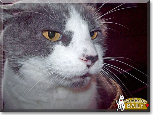 Baily, the Cat of the Day