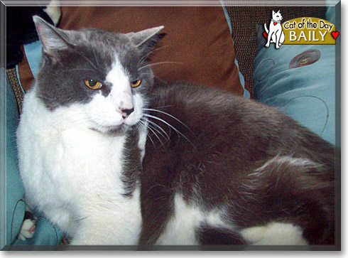 Baily, the Cat of the Day Baily, the Cat of the Day