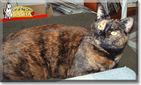 Sasha, the Cat of the Day