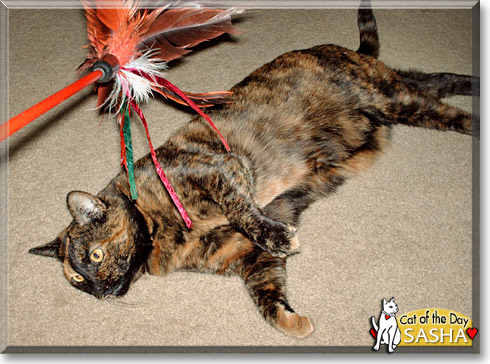 Sasha, the Cat of the Day Sasha, the Cat of the Day