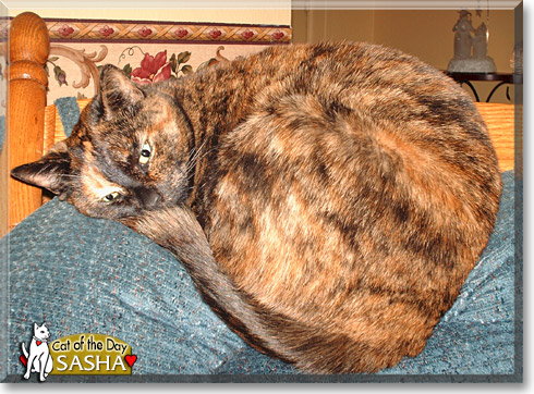 Sasha, the Cat of the Day Sasha, the Cat of the Day