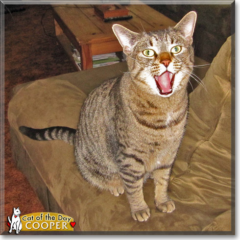 Cooper, the Cat of the Day