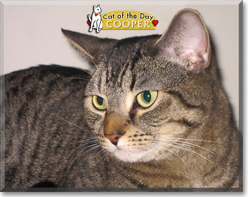 Cooper, the Cat of the Day Cooper, the Cat of the Day