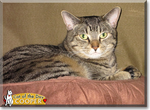 Cooper, the Cat of the Day Cooper, the Cat of the Day