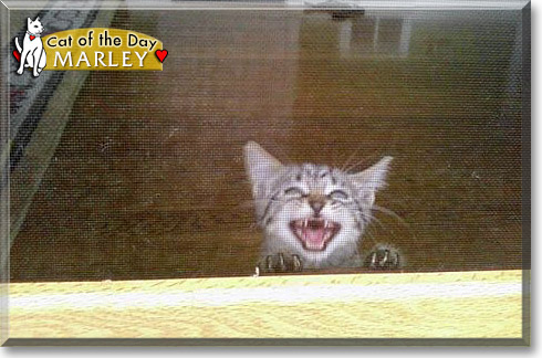 Marley, the Cat of the Day