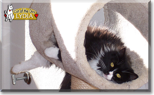 Lydia, the Cat of the Day