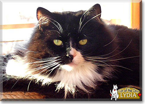 Lydia, the Cat of the Day Lydia, the Cat of the Day