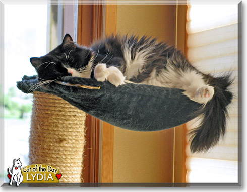 Lydia, the Cat of the Day Lydia, the Cat of the Day