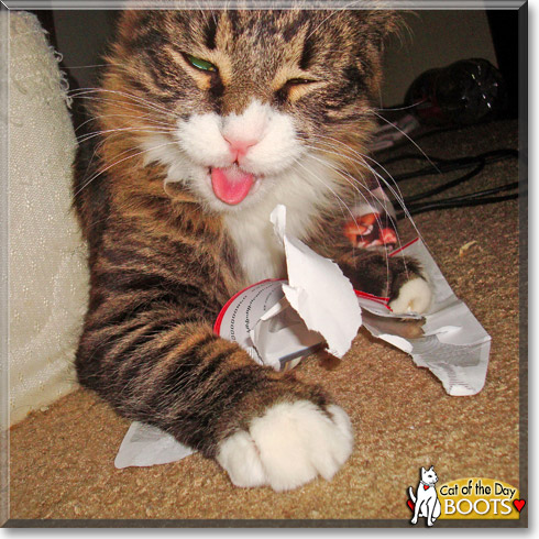 Boots, the Cat of the Day