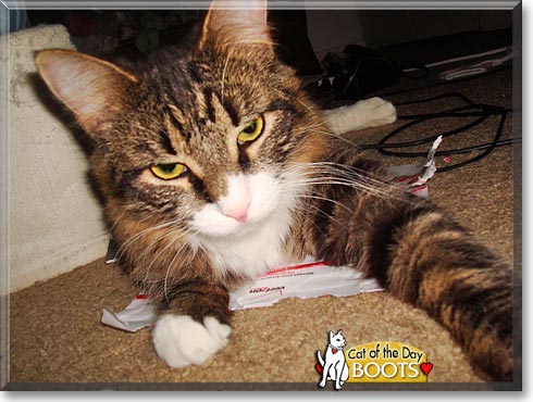Boots, the Cat of the Day Boots, the Cat of the Day