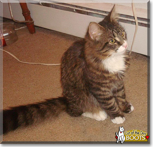 Boots, the Cat of the Day Boots, the Cat of the Day