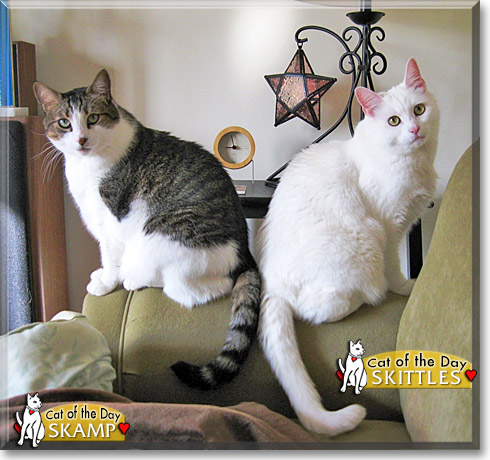 Skittles, Skamp, the Cat of the Day