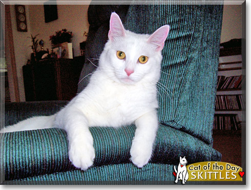 Skittles, Skamp, the Cat of the Day Skittles, Skamp, the Cat of the Day