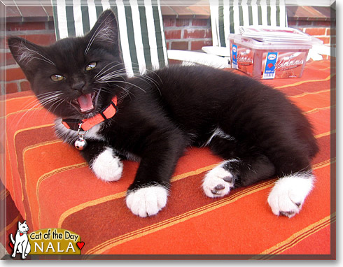 Nala, the Cat of the Day