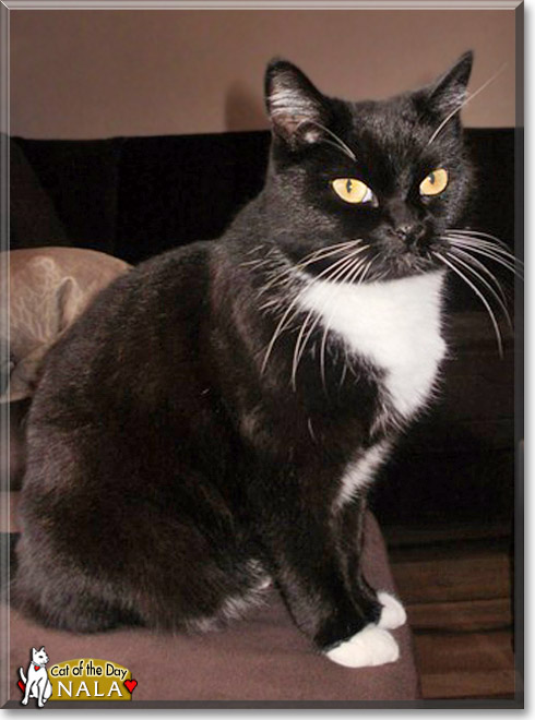 Nala, the Cat of the Day Nala, the Cat of the Day