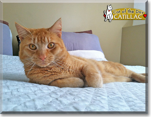 Catillac, the Cat of the Day