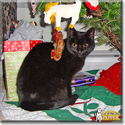 Pepper, the Cat of the Day