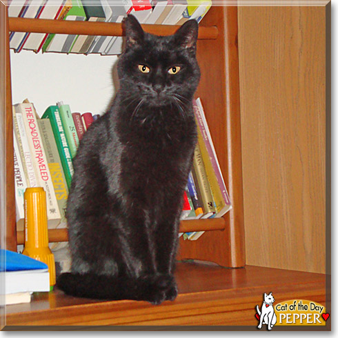 Pepper, the Cat of the Day Pepper, the Cat of the Day