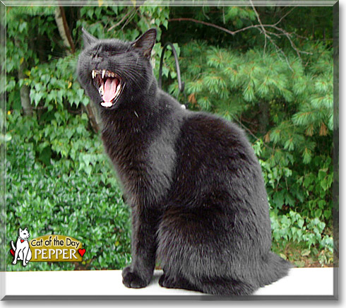 Pepper, the Cat of the Day Pepper, the Cat of the Day