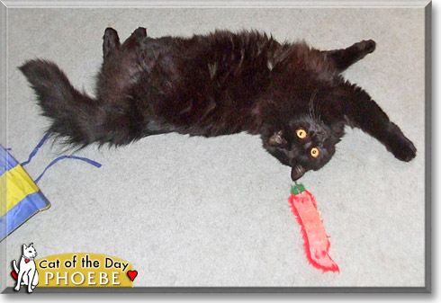 Phoebe, the Cat of the Day Phoebe, the Cat of the Day