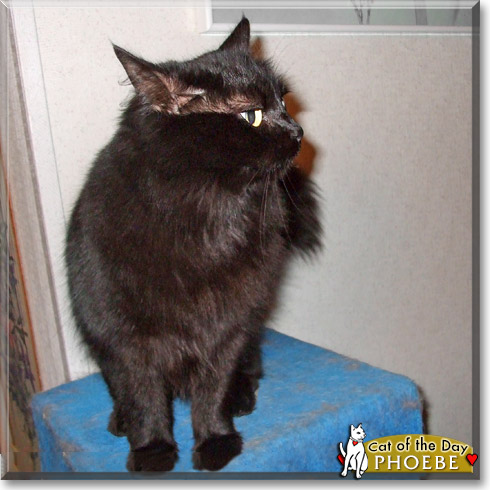 Phoebe, the Cat of the Day Phoebe, the Cat of the Day