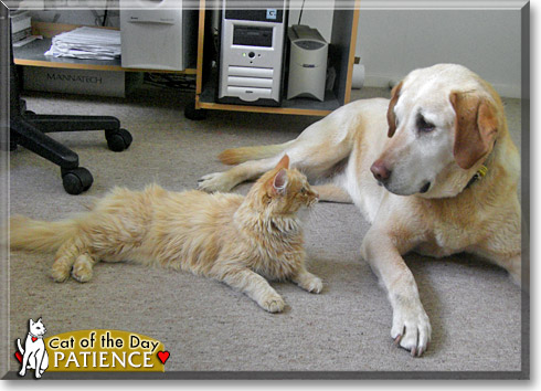 Patience, the Cat of the Day Patience, the Cat of the Day