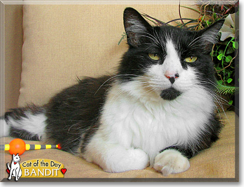 Bandit, the Cat of the Day