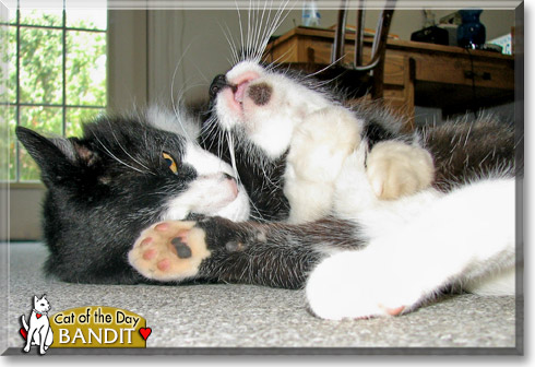 Bandit, the Cat of the Day Bandit, the Cat of the Day