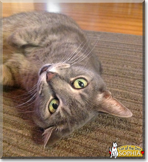 Sophia, the Cat of the Day
