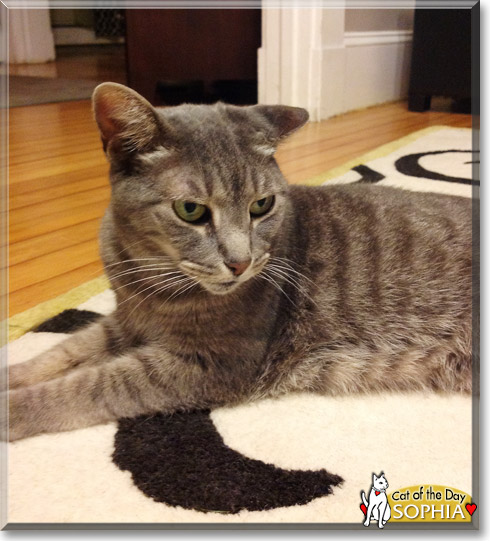 Sophia, the Cat of the Day Sophia, the Cat of the Day