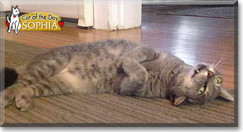 Sophia, the Cat of the Day Sophia, the Cat of the Day